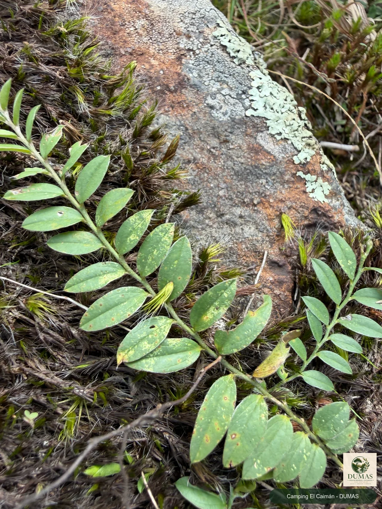 Registro fotográfico de Evolvulus sericeus