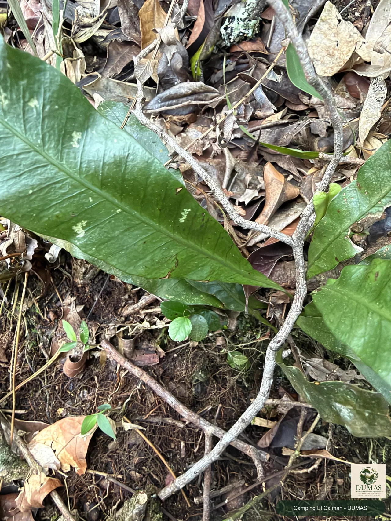 Registro fotográfico de Campyloneurum nitidum