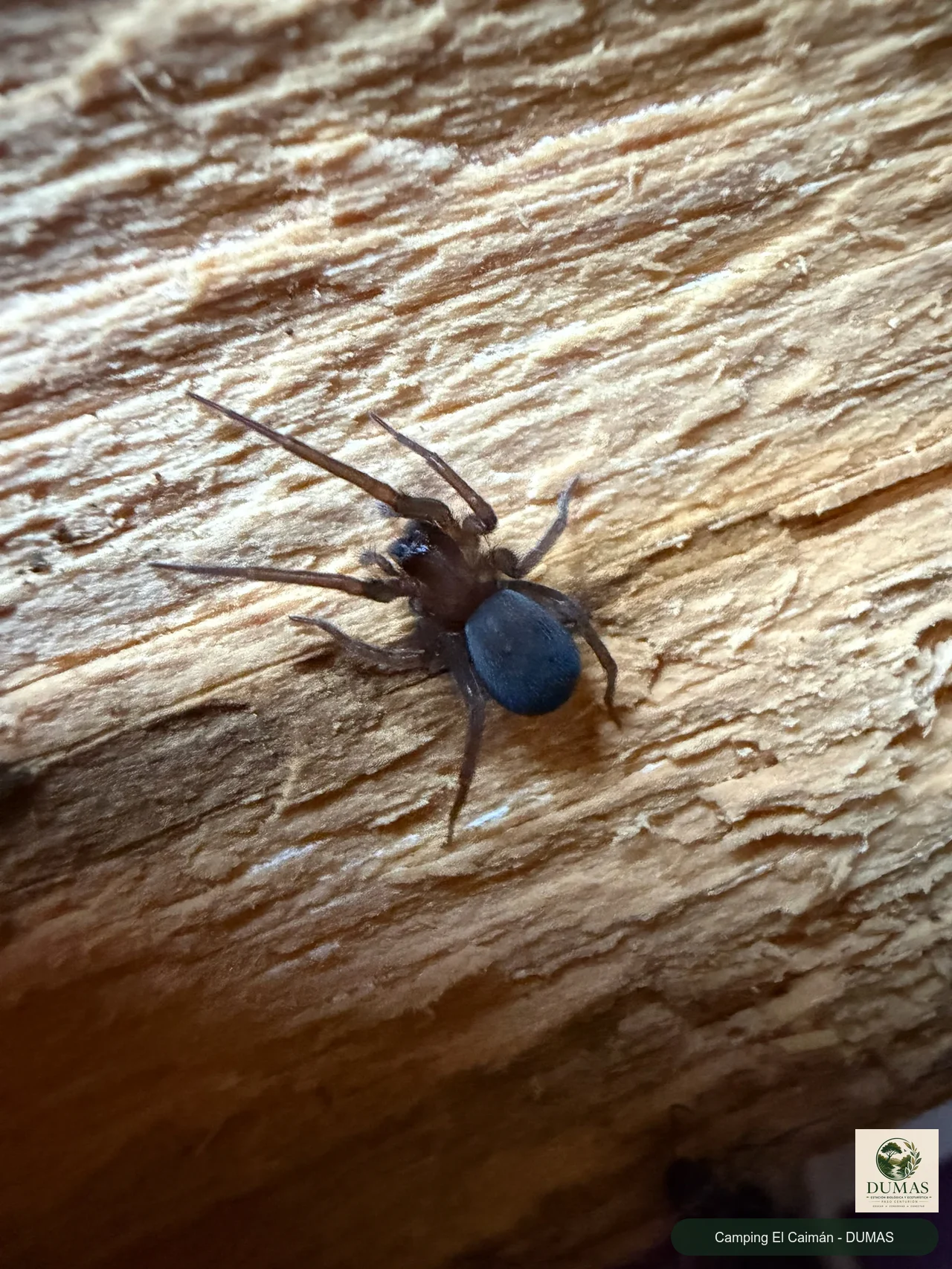 Registro fotográfico de Araña tejedora sudamericana