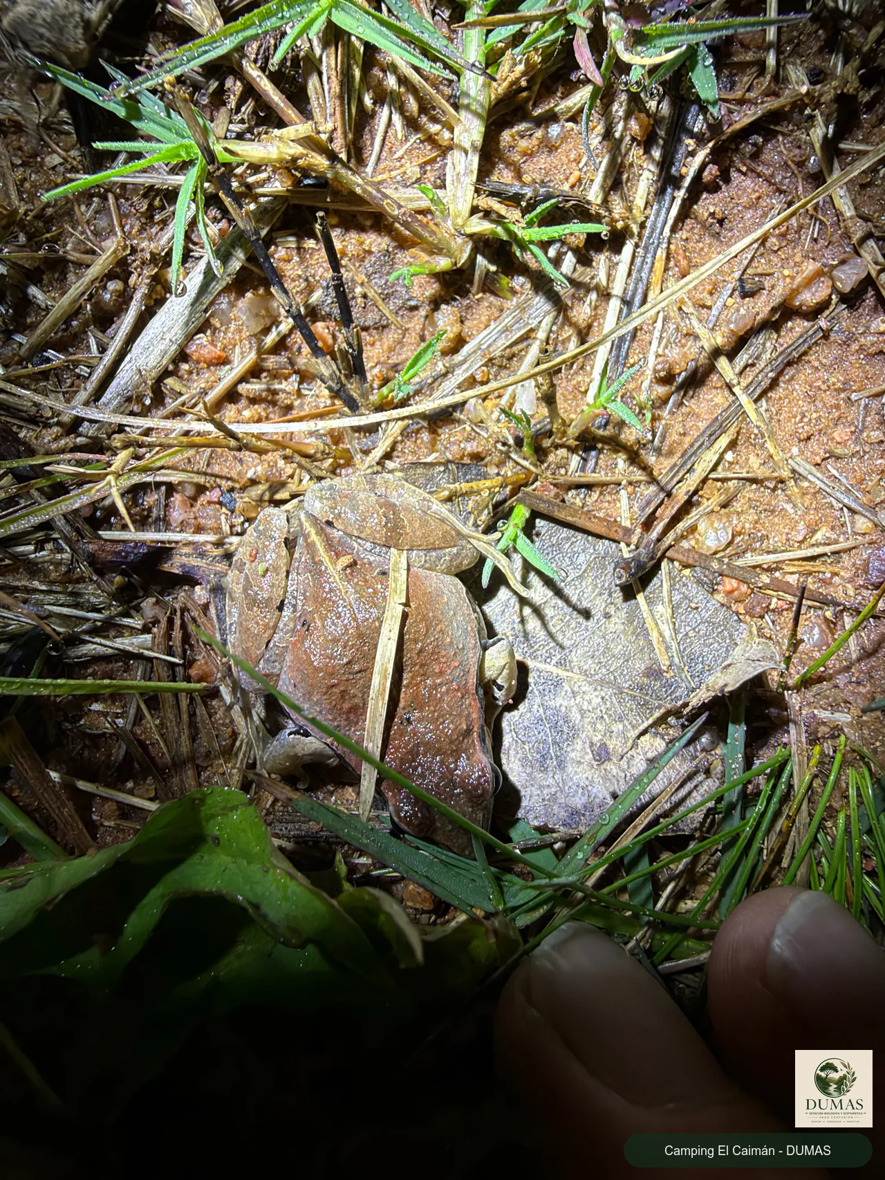 Registro fotográfico de Physalaemus gracilis