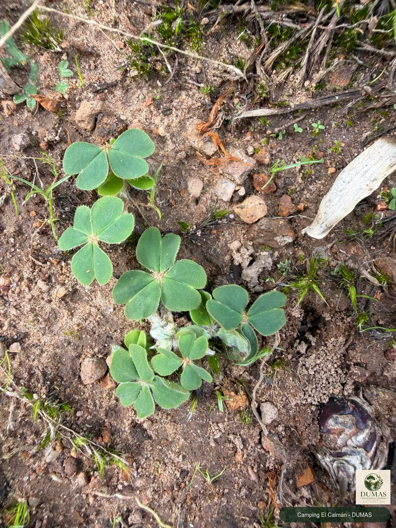 Registro fotográfico de Oxalis sellowiana