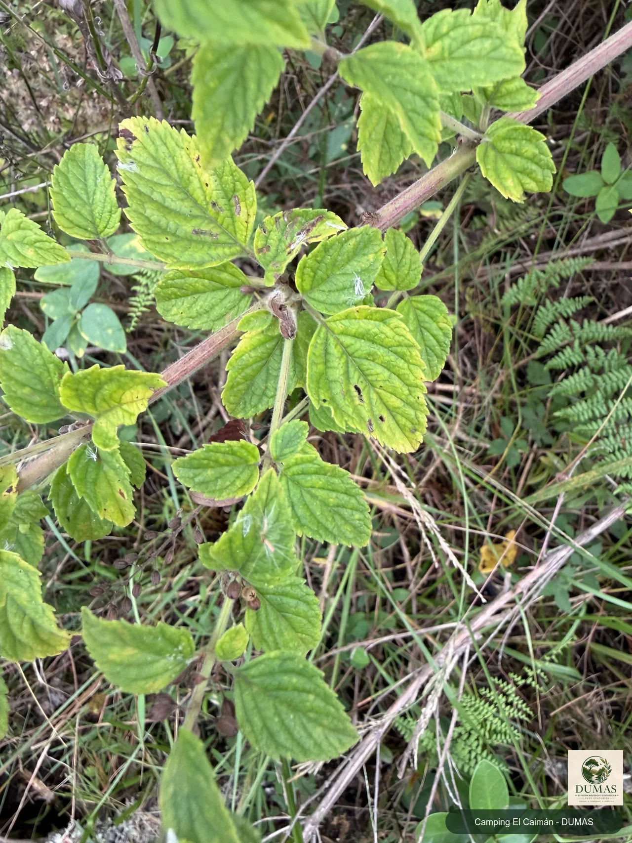 Registro fotográfico de Condea floribunda