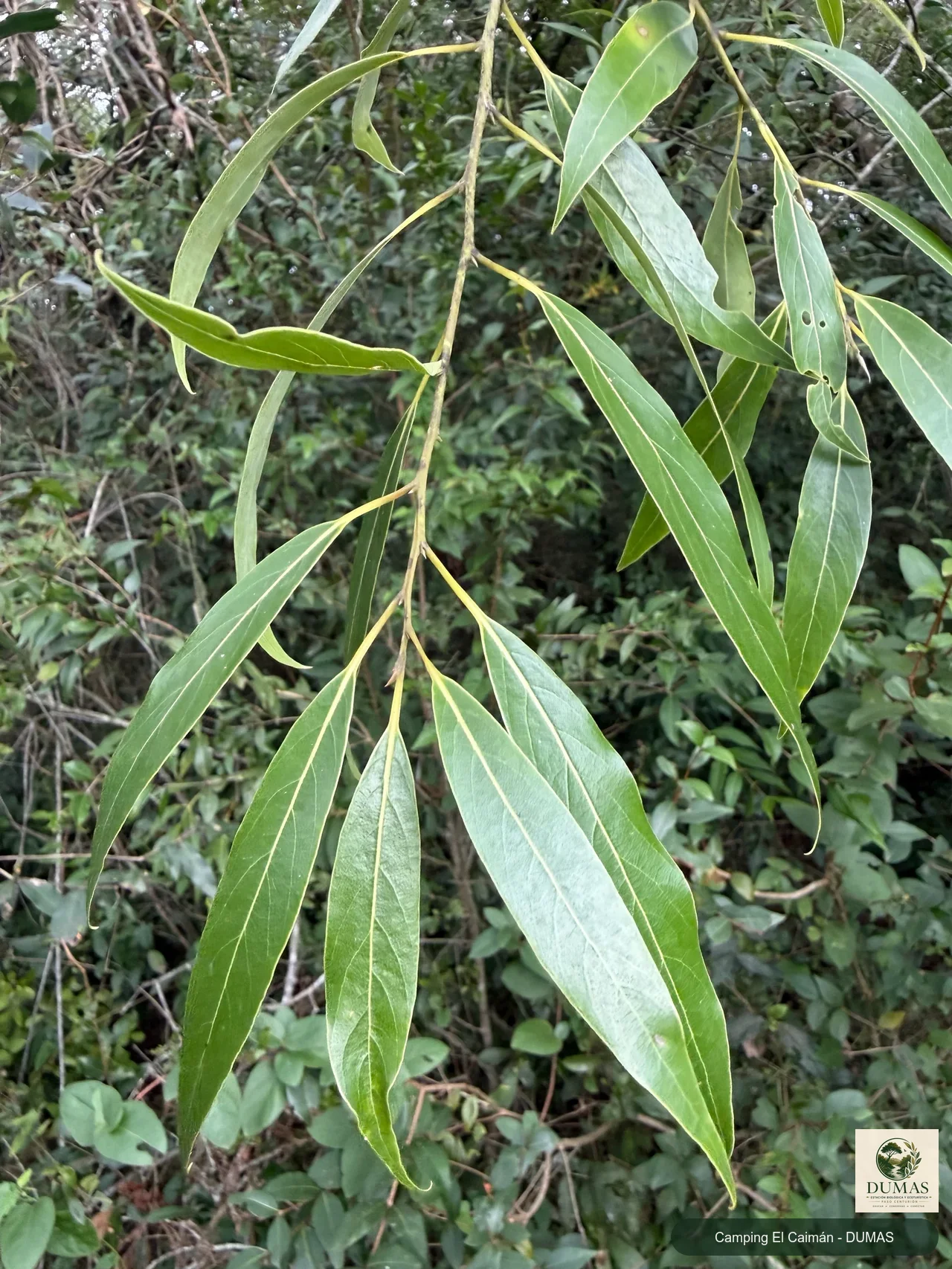 Registro fotográfico de Laurel criollo