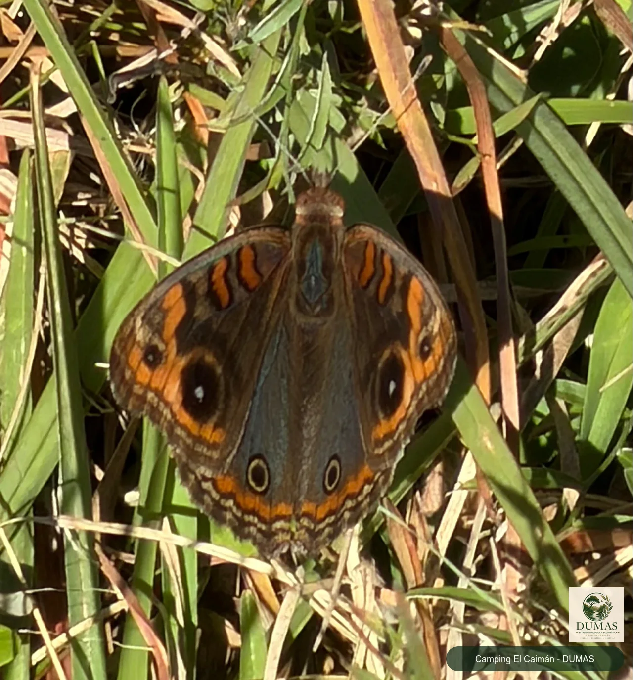 Registro fotográfico de Mariposas ojos de venado