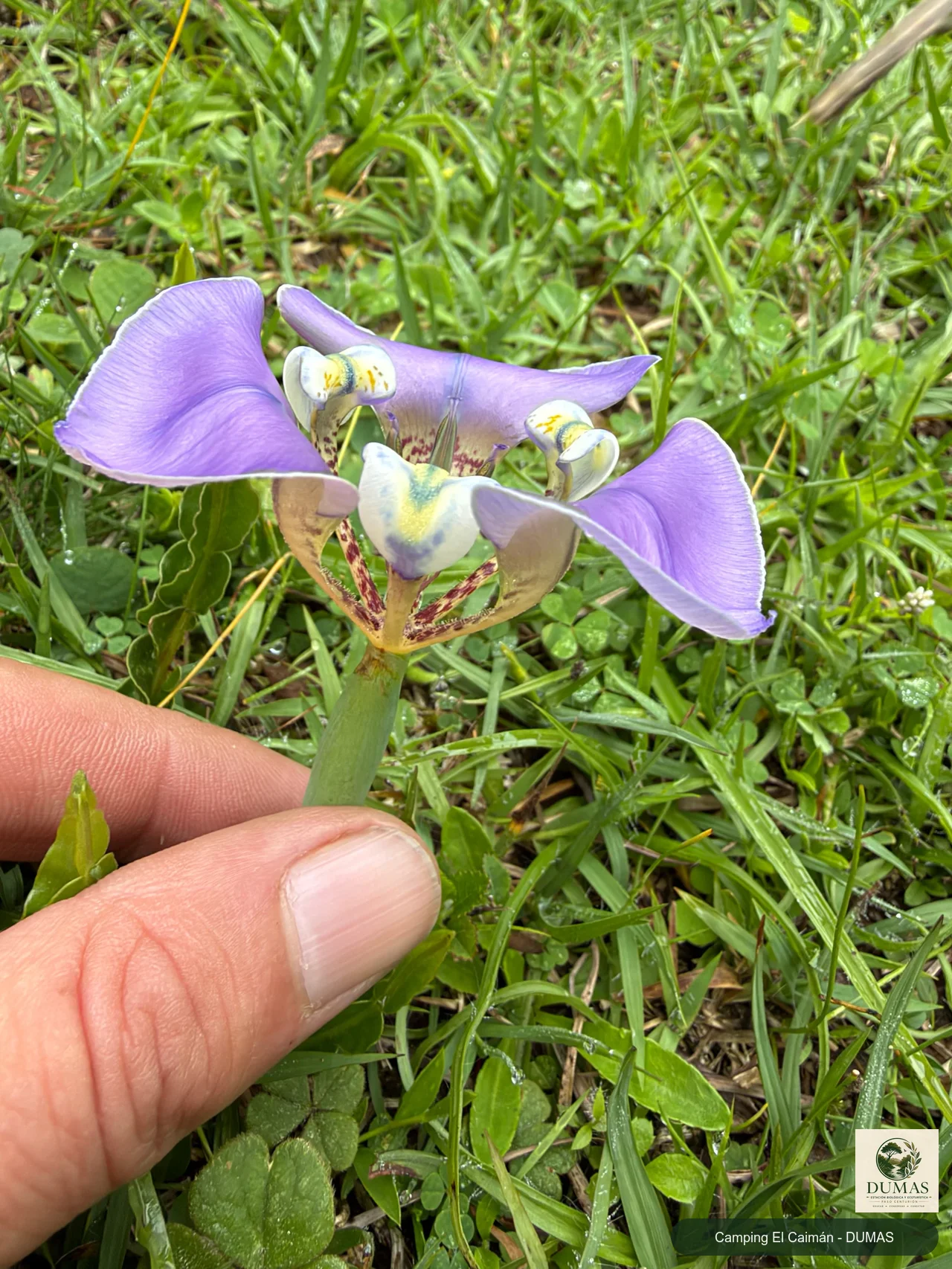 Registro fotográfico de Cypella unguiculata