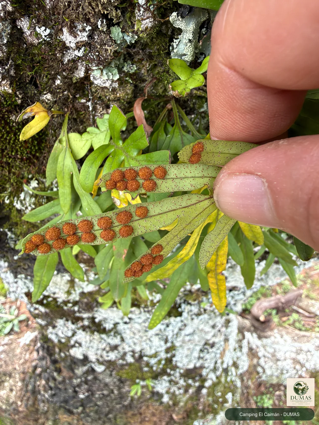 Registro fotográfico de Pleopeltis pleopeltifolia