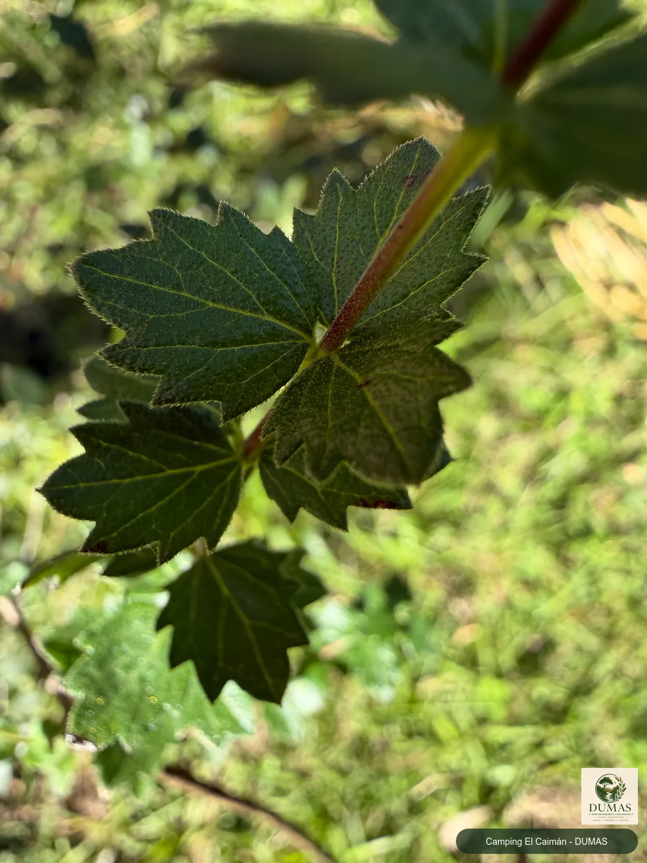 Registro fotográfico de Aloysia chamaedryfolia