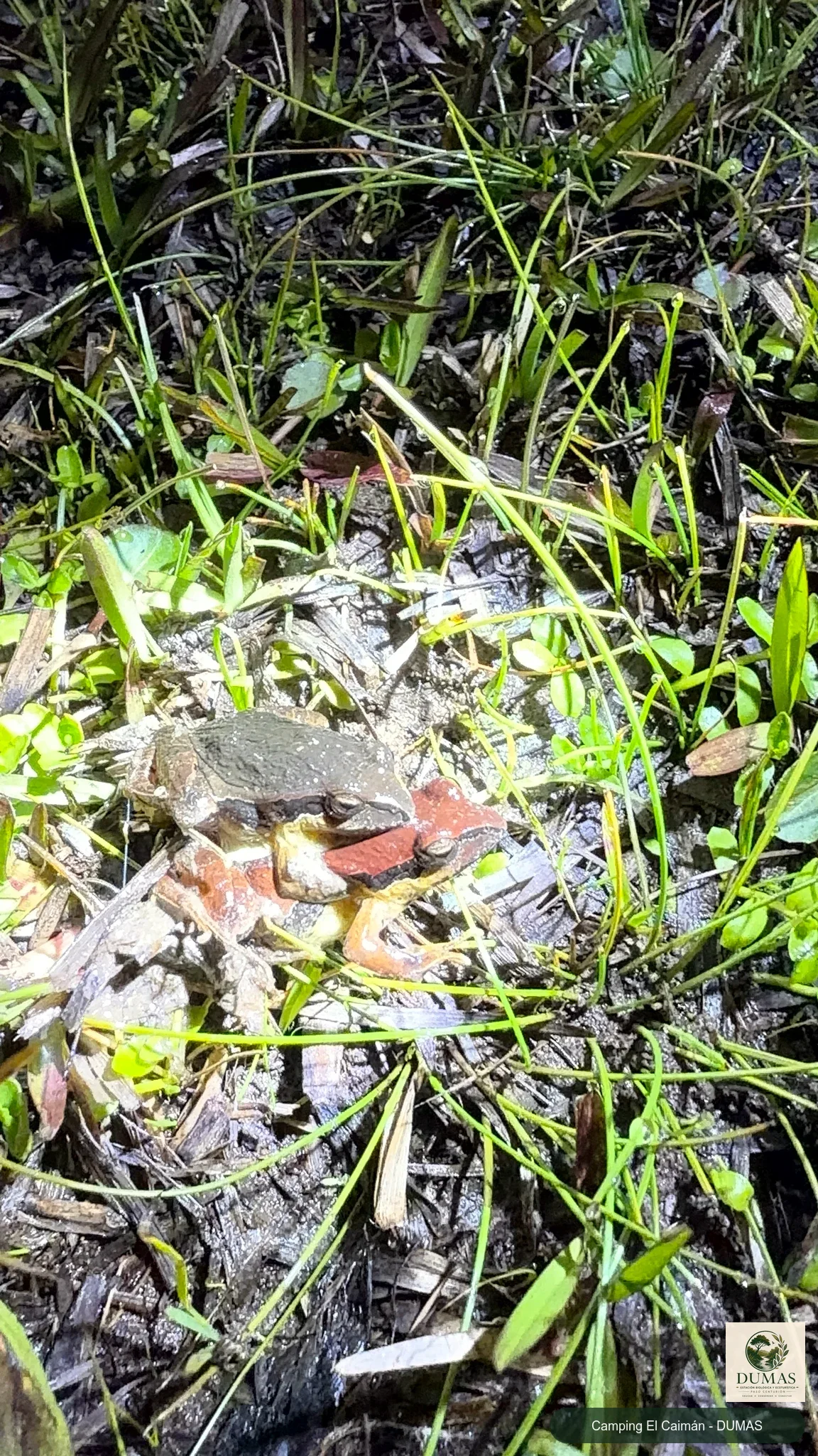 Registro fotográfico de Physalaemus gracilis