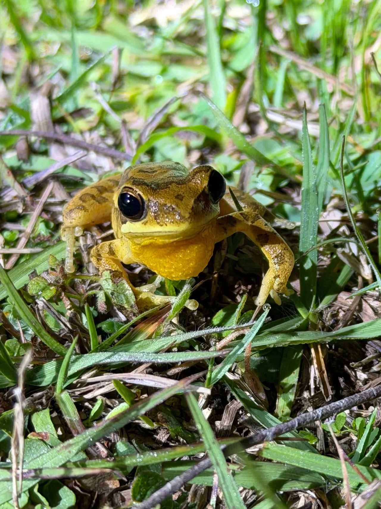 Registro fotográfico de Physalaemus gracilis