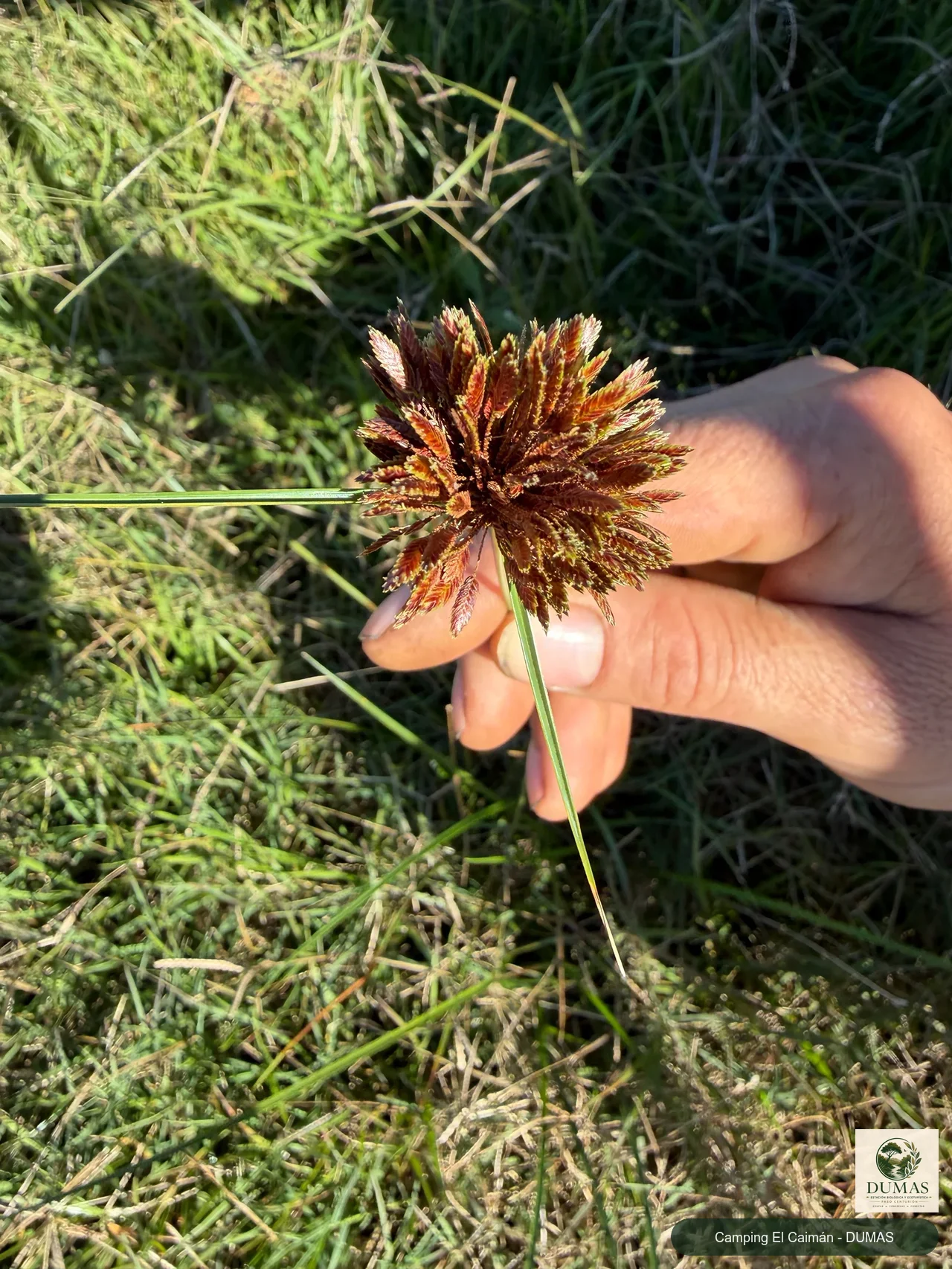 Registro fotográfico de Cyperus reflexus