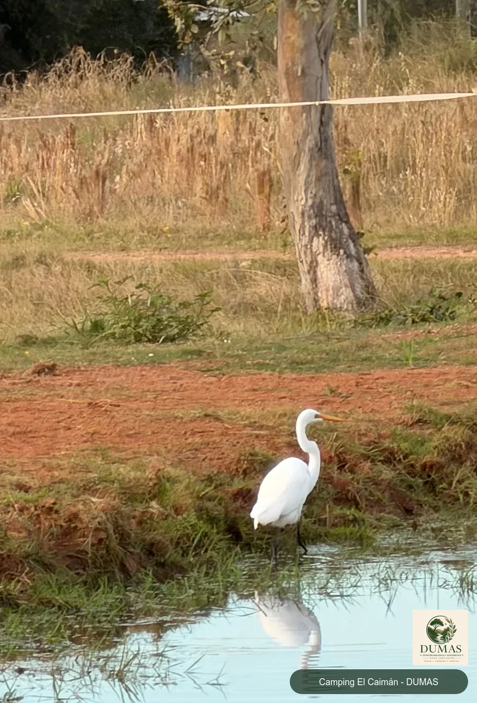 Registro fotográfico de Garza blanca