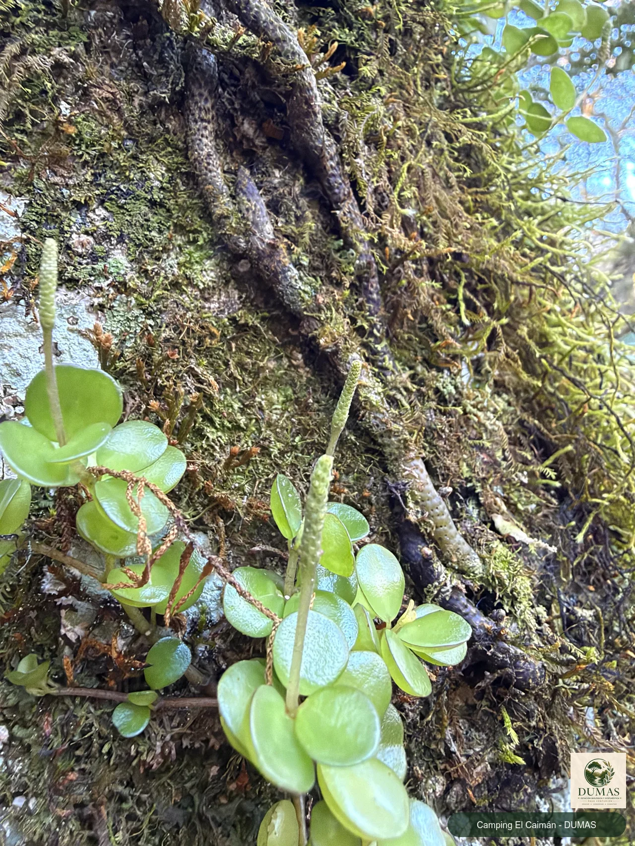 Registro fotográfico de Peperomia catharinae