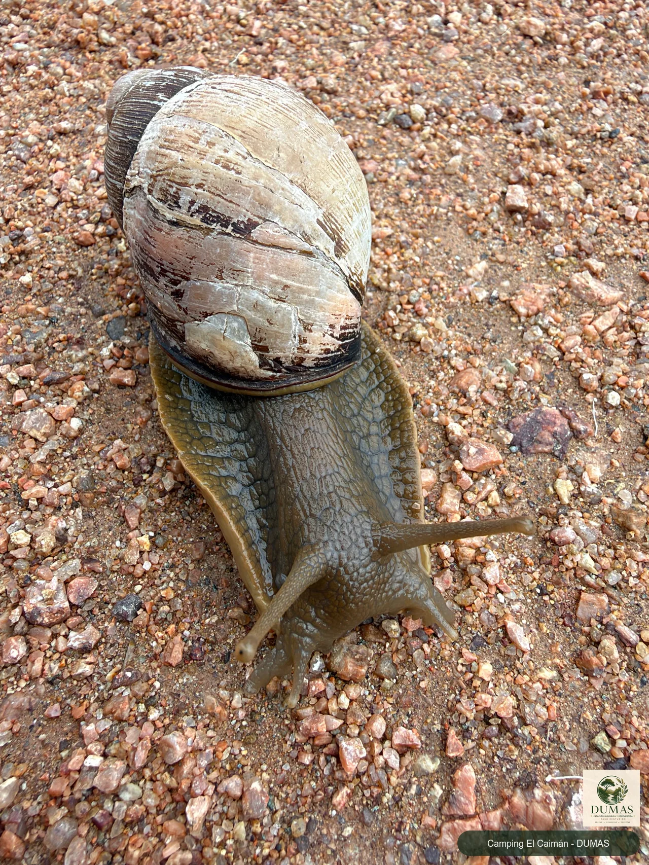 Registro fotográfico de Caracol de Boca Rosada