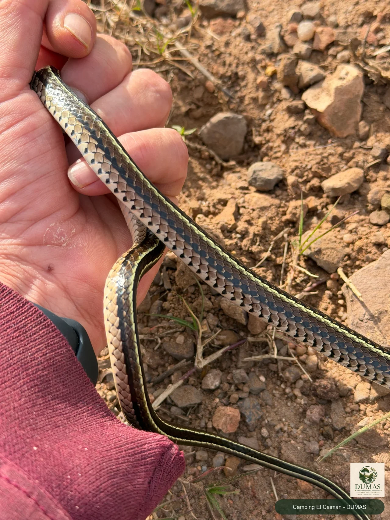 Registro fotográfico de Lygophis flavifrenatus