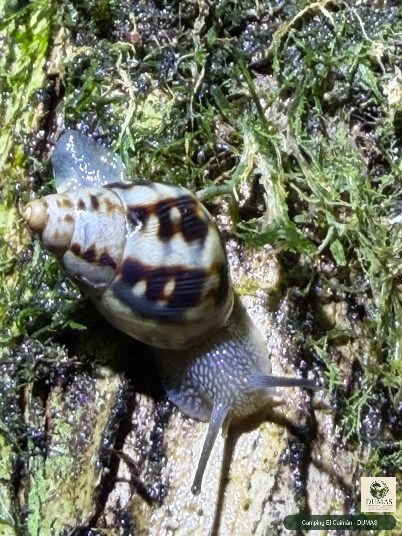 Registro fotográfico de Drymaeus papyraceus