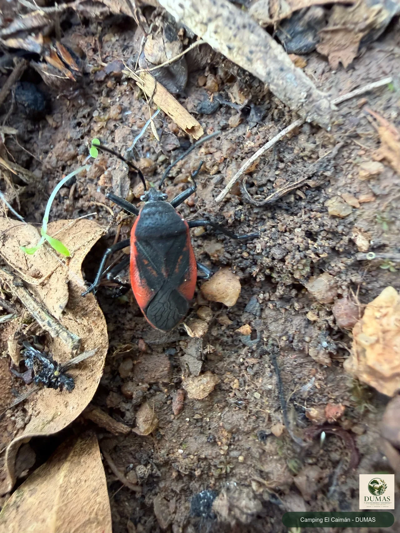 Registro fotográfico de Largus rufipennis