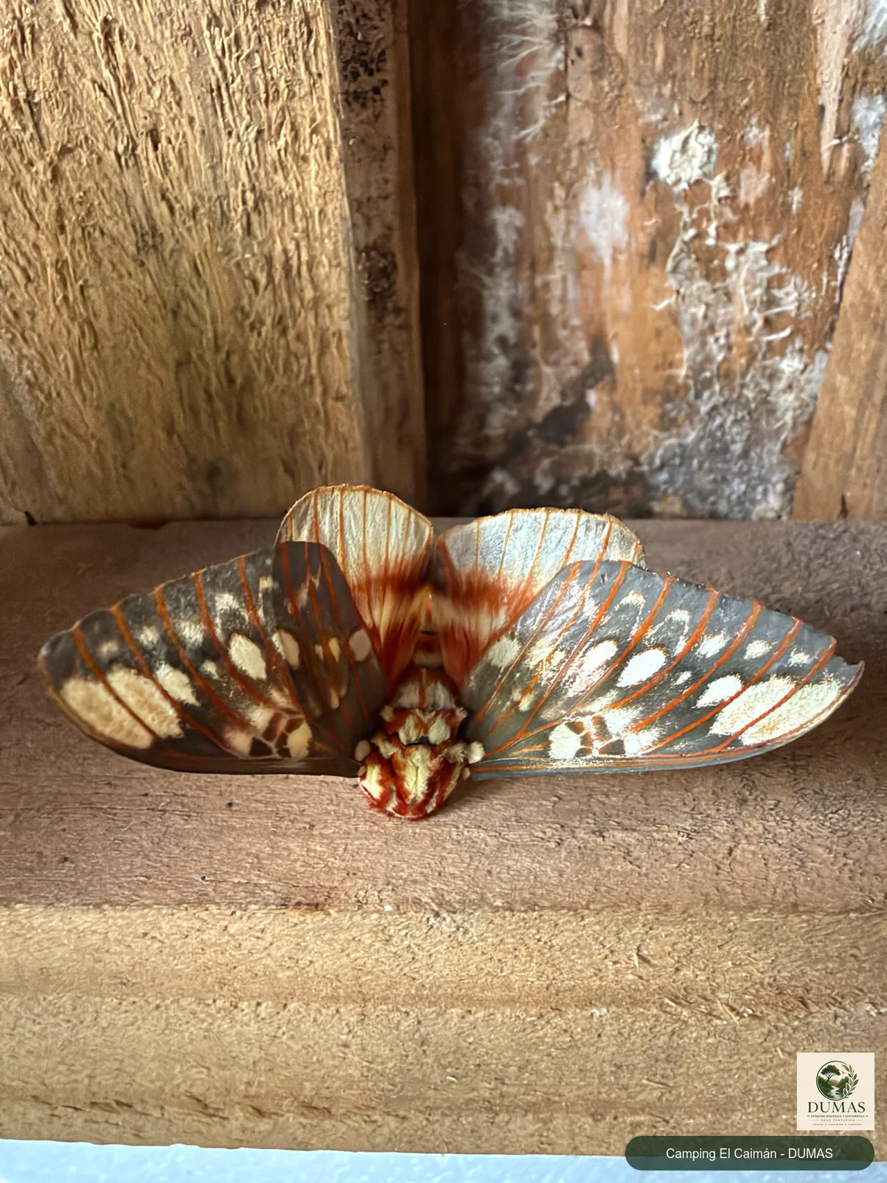 Registro fotográfico de Citheronia brissotii