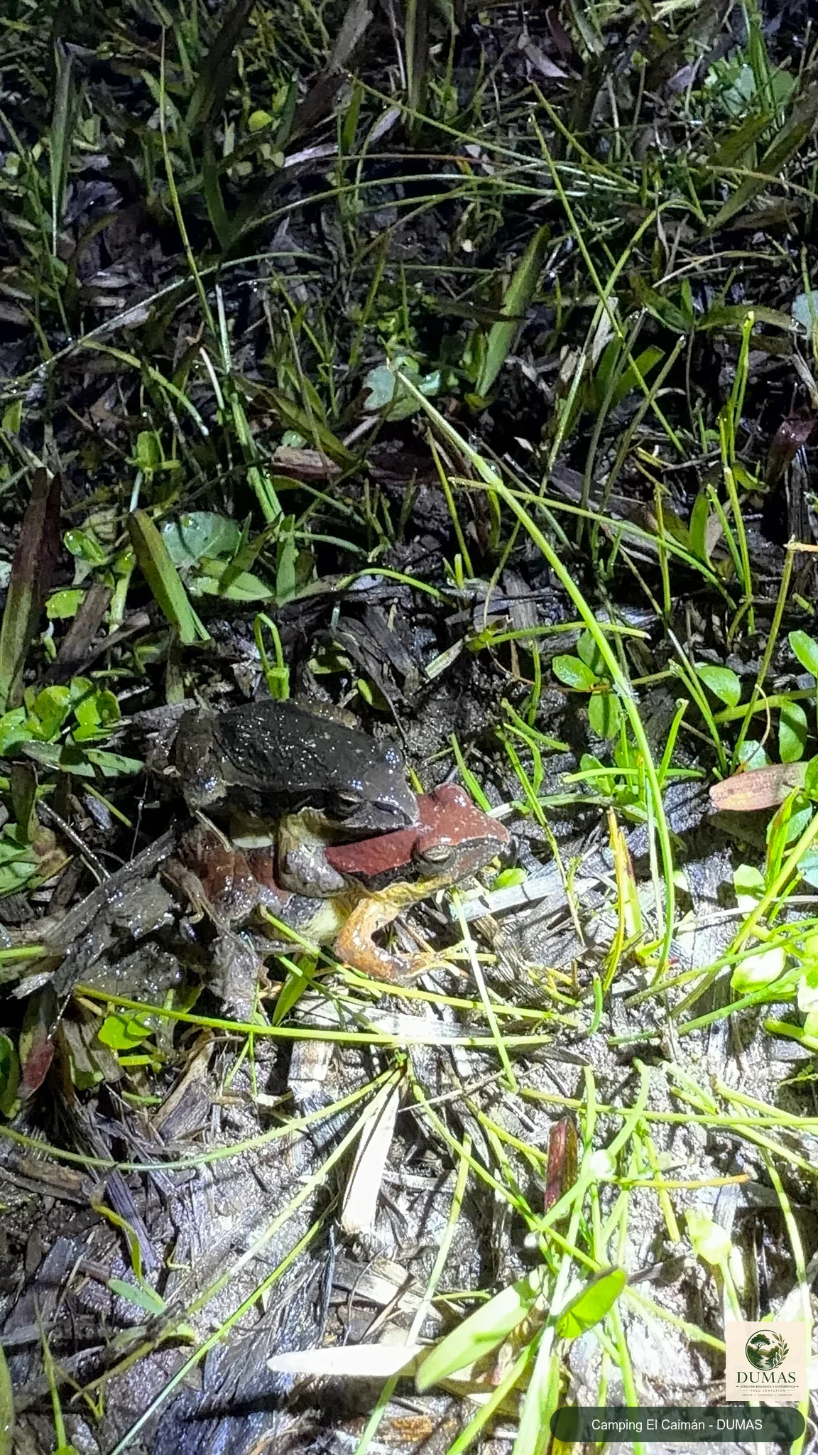 Registro fotográfico de Physalaemus gracilis