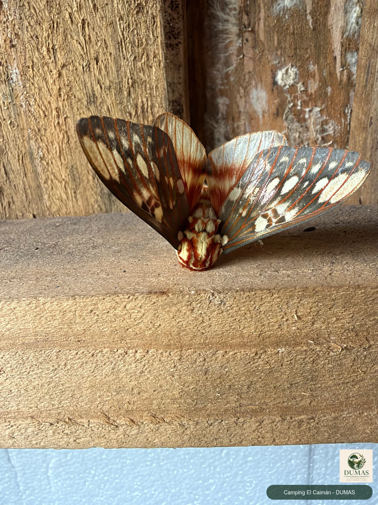 Registro fotográfico de Citheronia brissotii