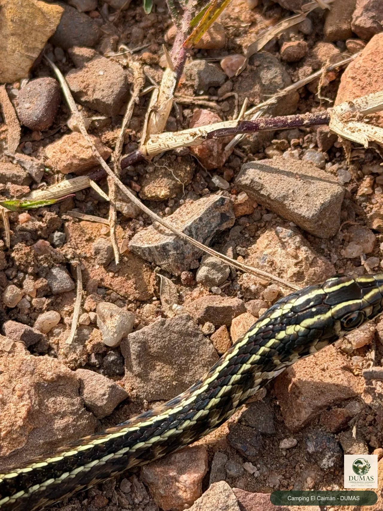 Registro fotográfico de Lygophis flavifrenatus