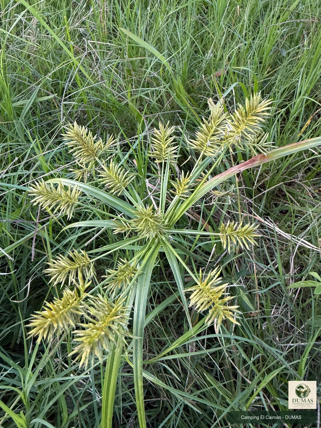 Registro fotográfico de Cyperus meyenianus