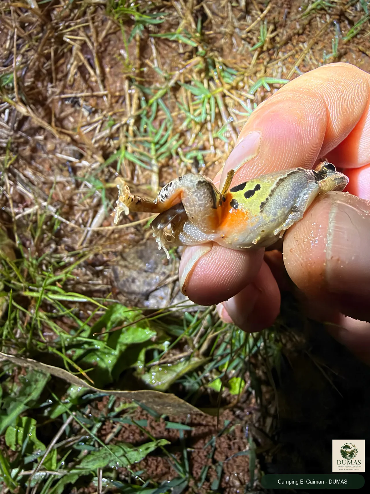 Registro fotográfico de Physalaemus gracilis