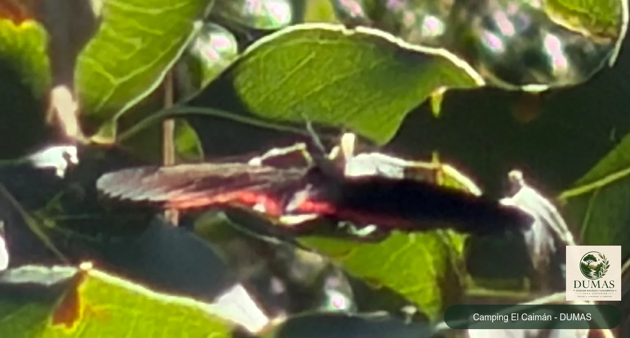 Registro fotográfico de Mariposa de borde rojo Sudamericana