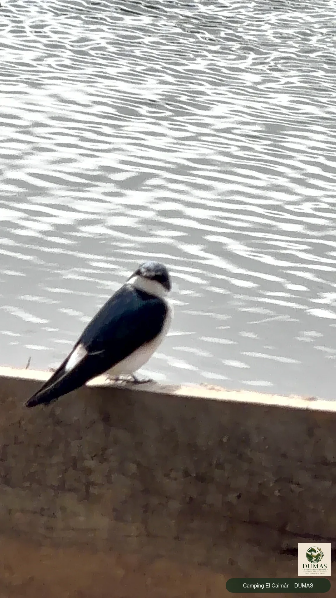 Registro fotográfico de Golondrina ceja blanca