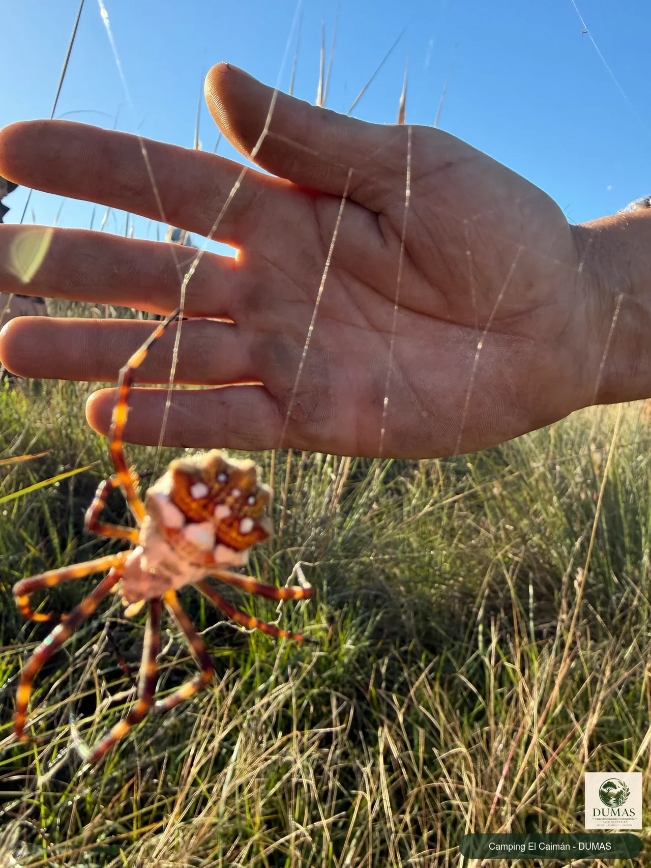Registro fotográfico de Araña plateada de jardín