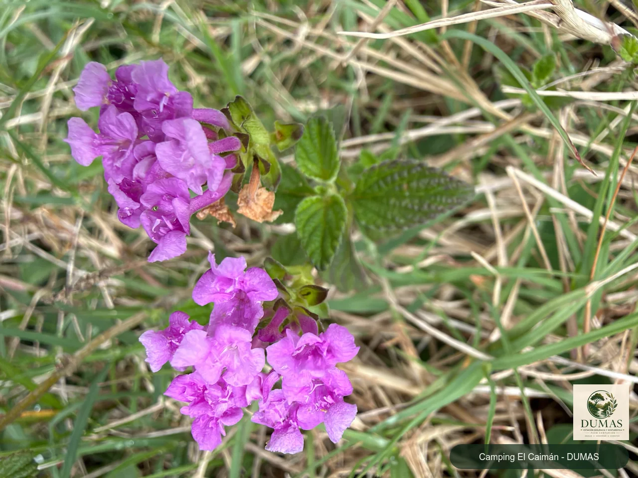Registro fotográfico de verbena rastrera