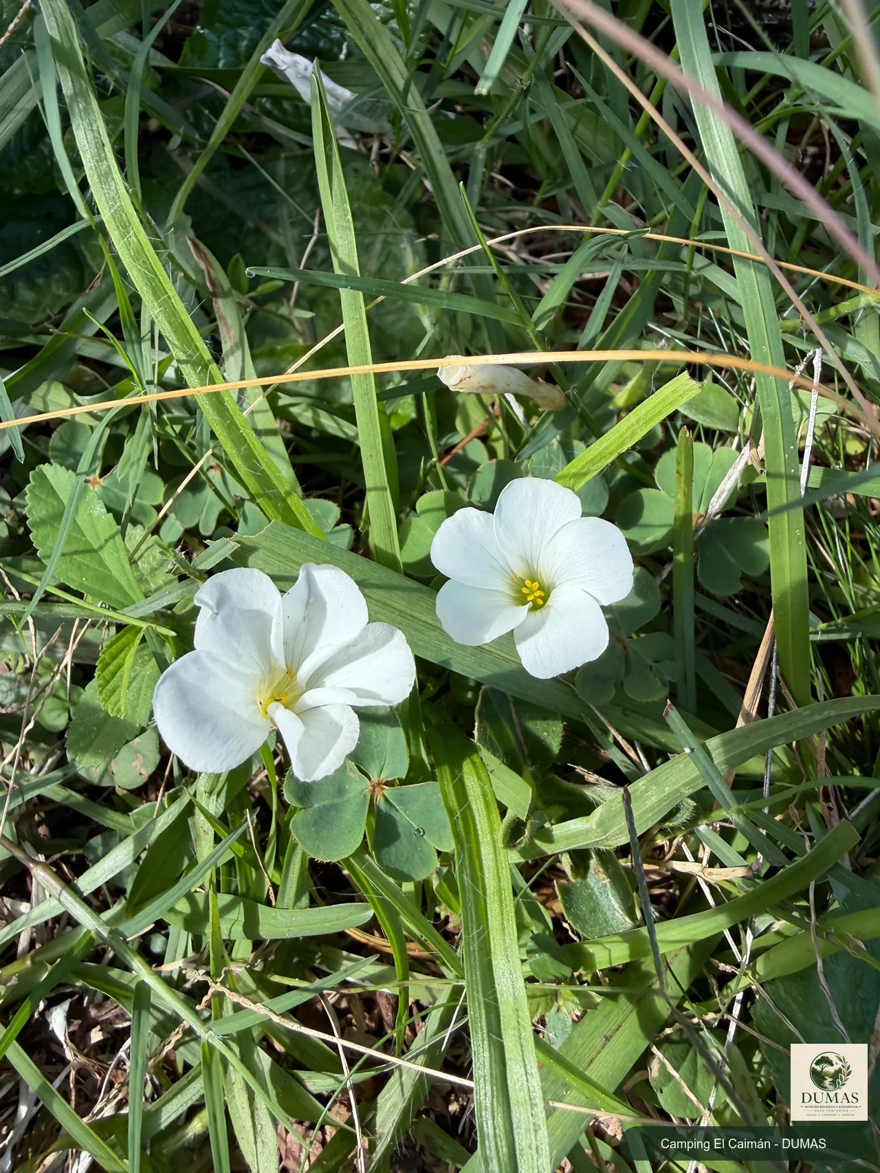 Registro fotográfico de Oxalis sellowiana