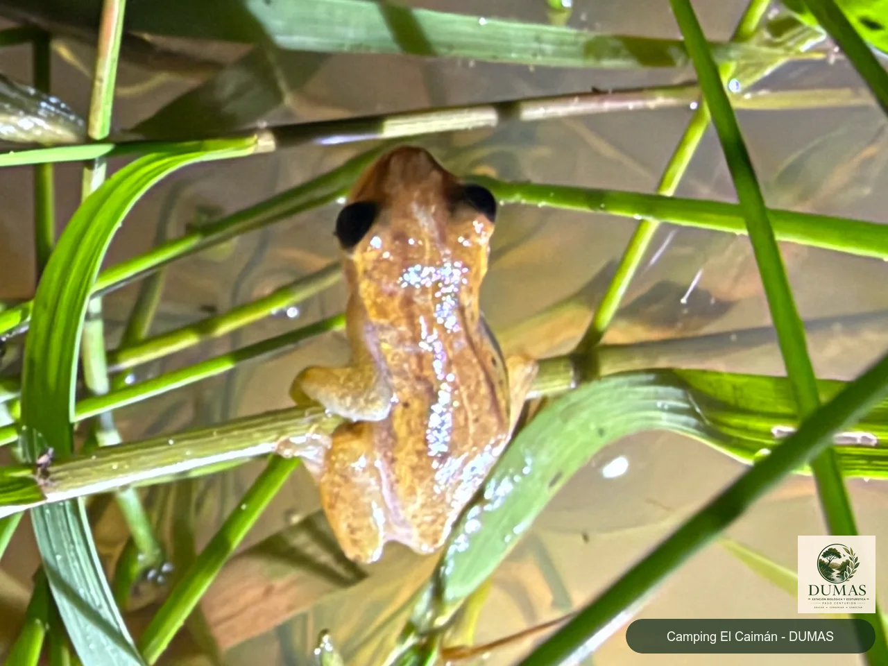Registro fotográfico de Dendropsophus sanborni