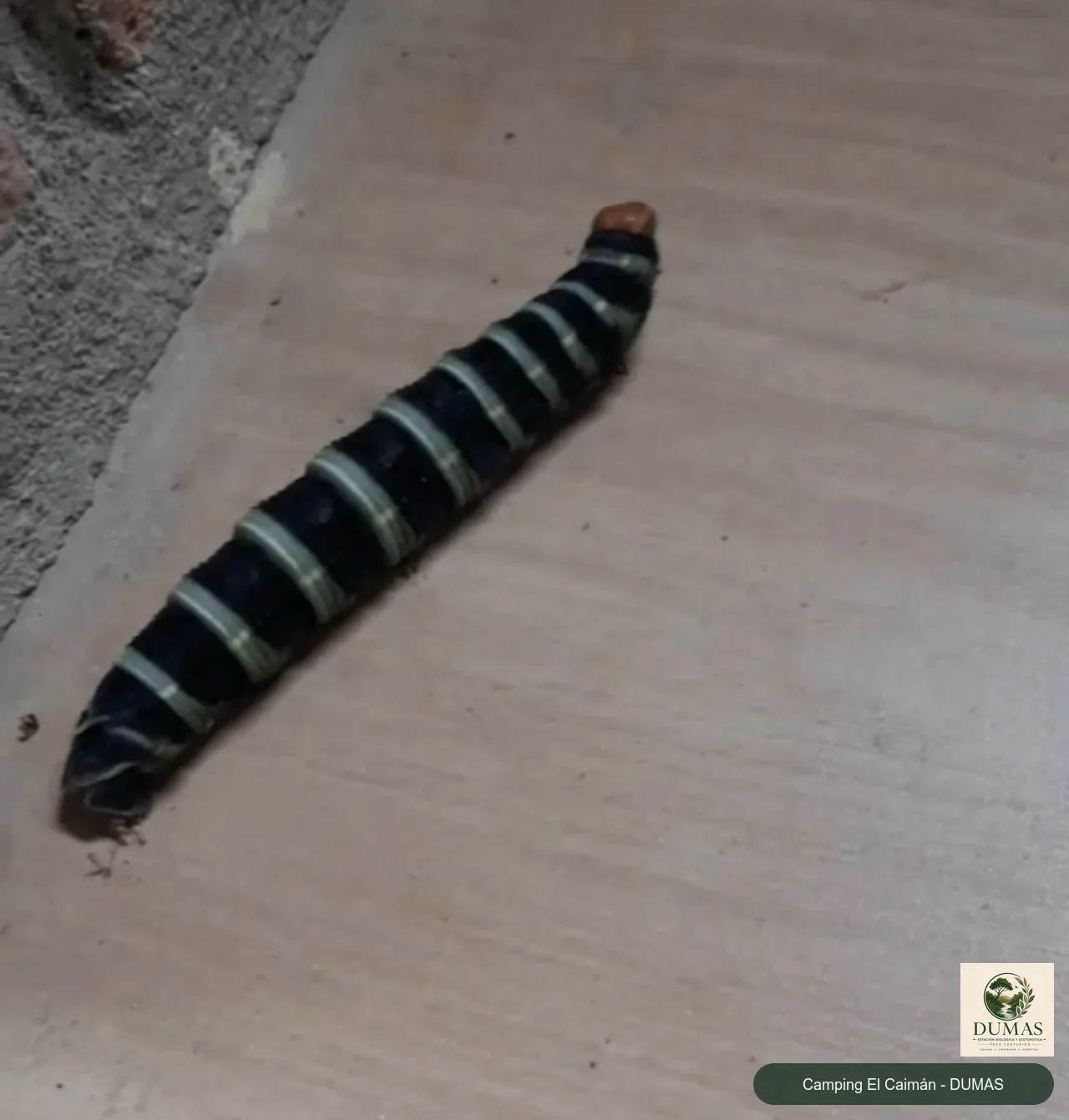 Registro fotográfico de Polilla de los amates