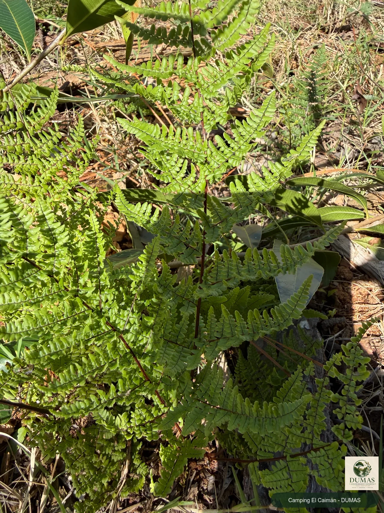 Registro fotográfico de Adiantopsis chlorophylla