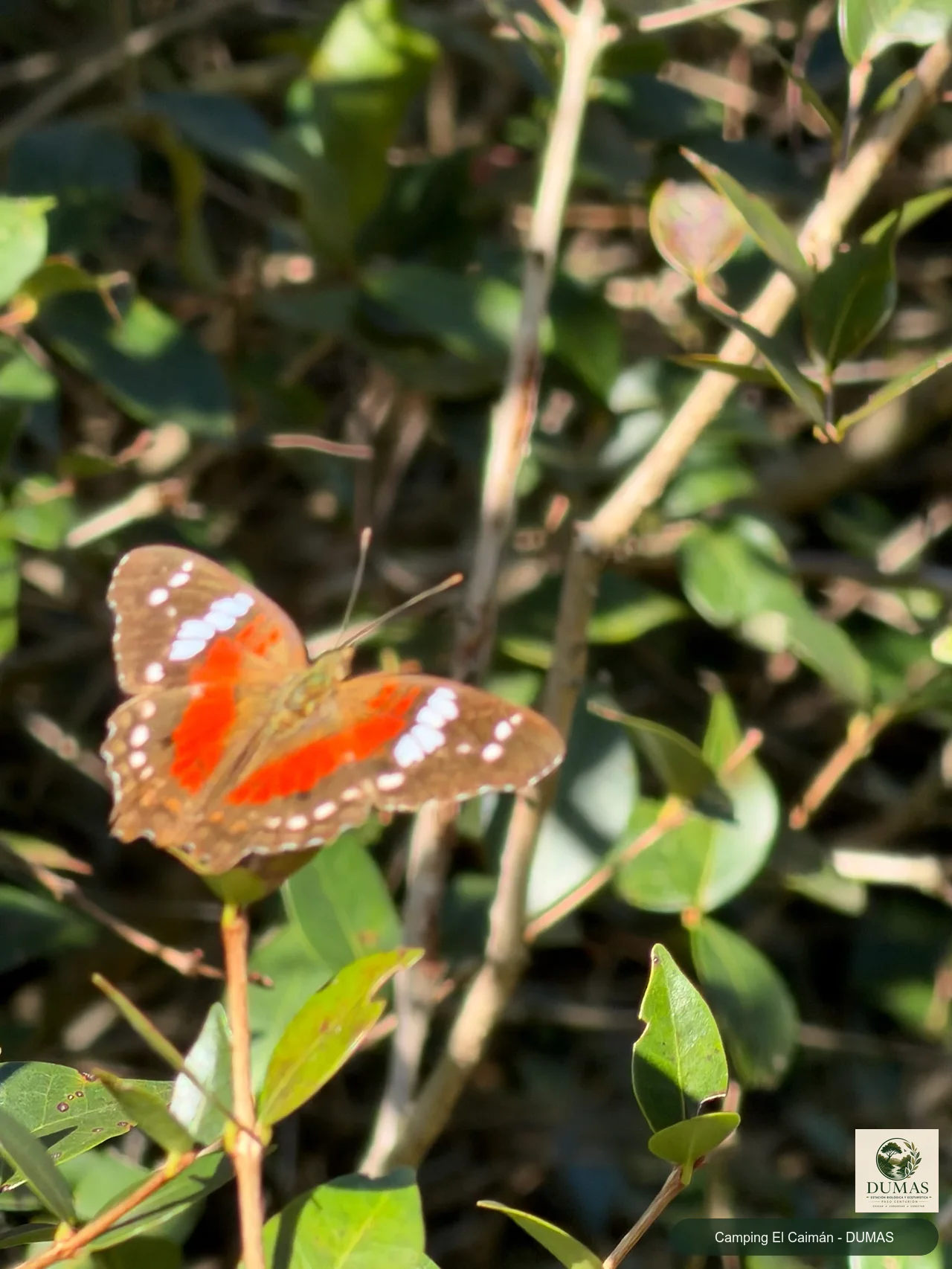 Registro fotográfico de Mariposa pavo real roja