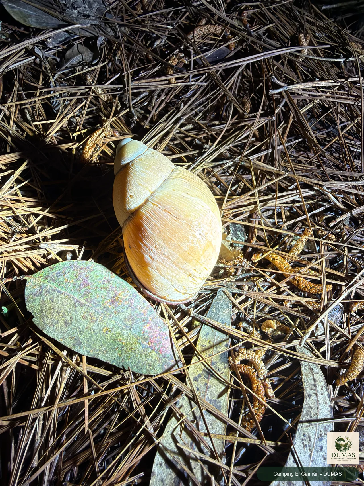 Registro fotográfico de Caracol de Boca Rosada