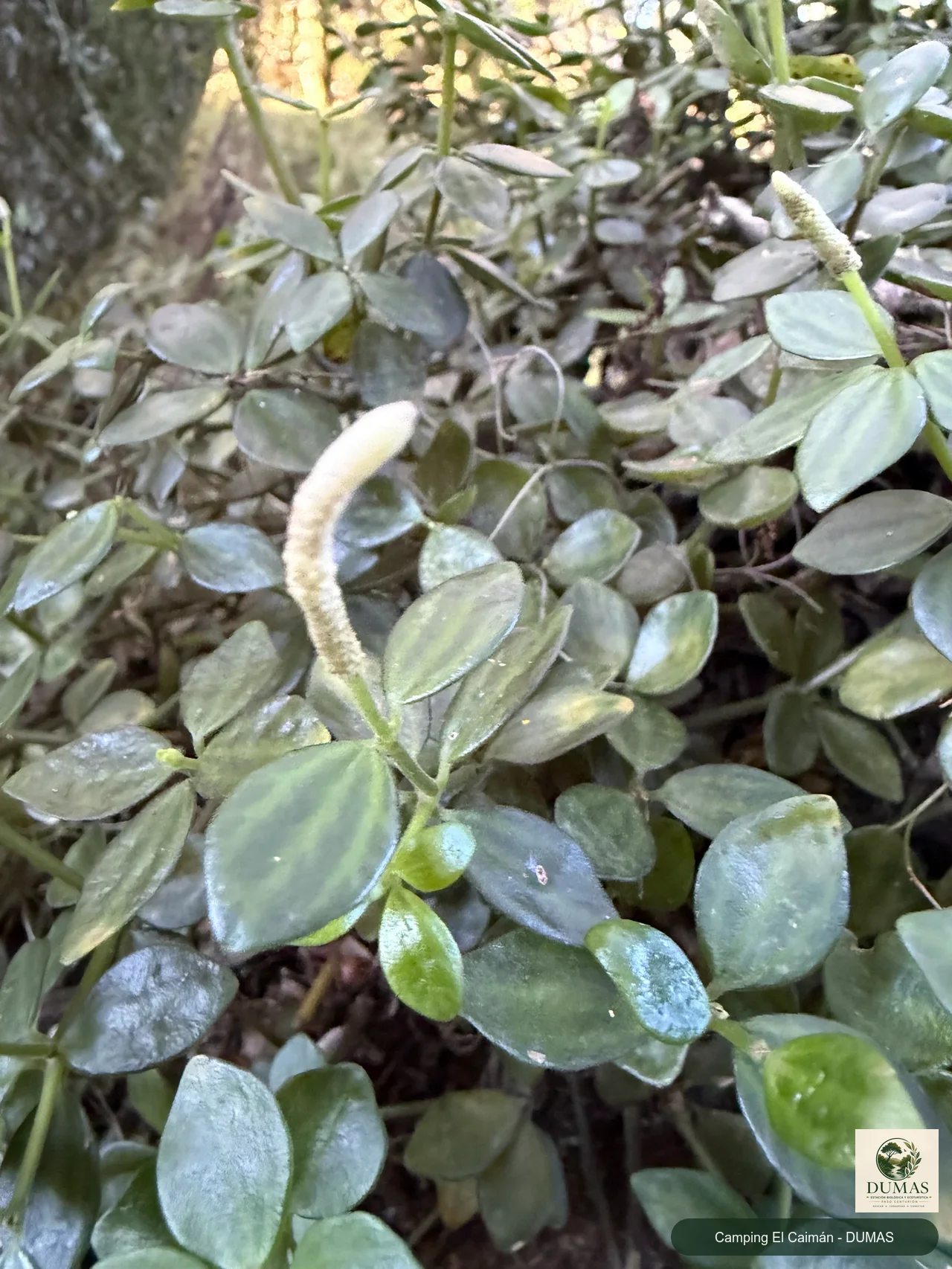 Registro fotográfico de Peperomia tetraphylla