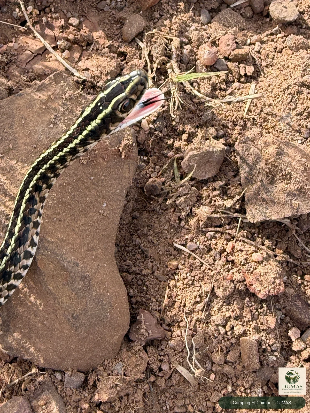 Registro fotográfico de Lygophis flavifrenatus