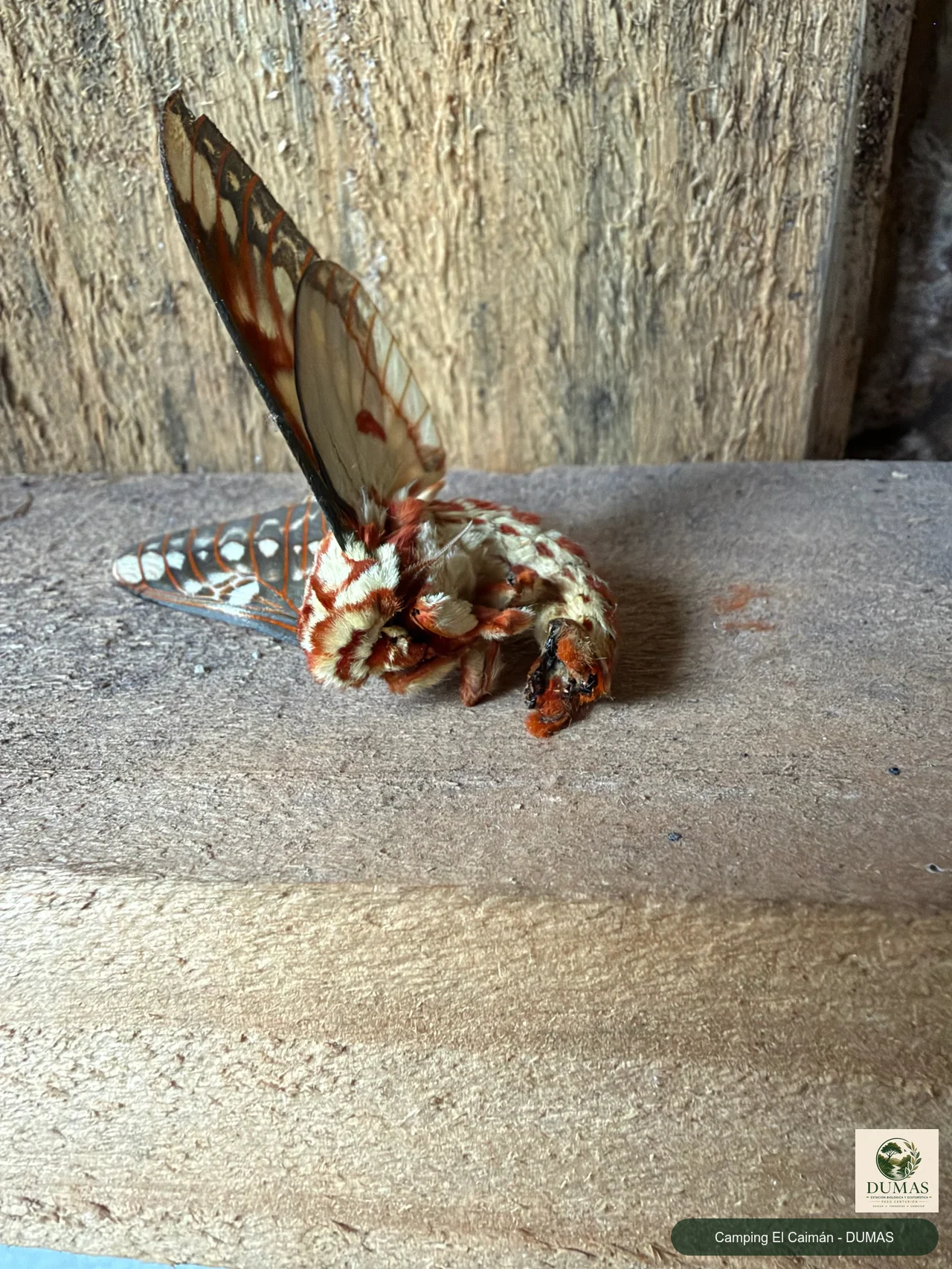 Registro fotográfico de Citheronia brissotii