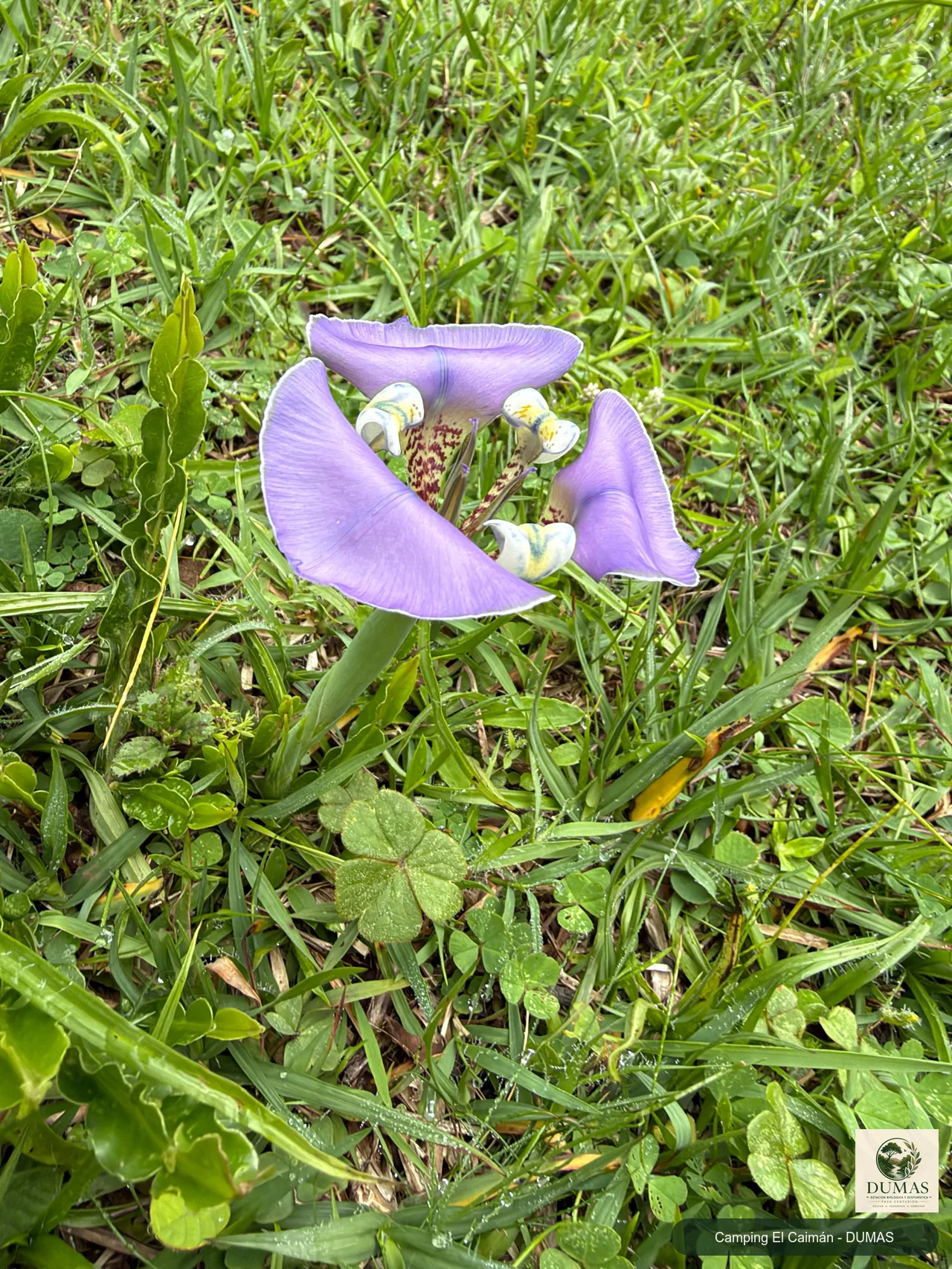 Registro fotográfico de Cypella unguiculata