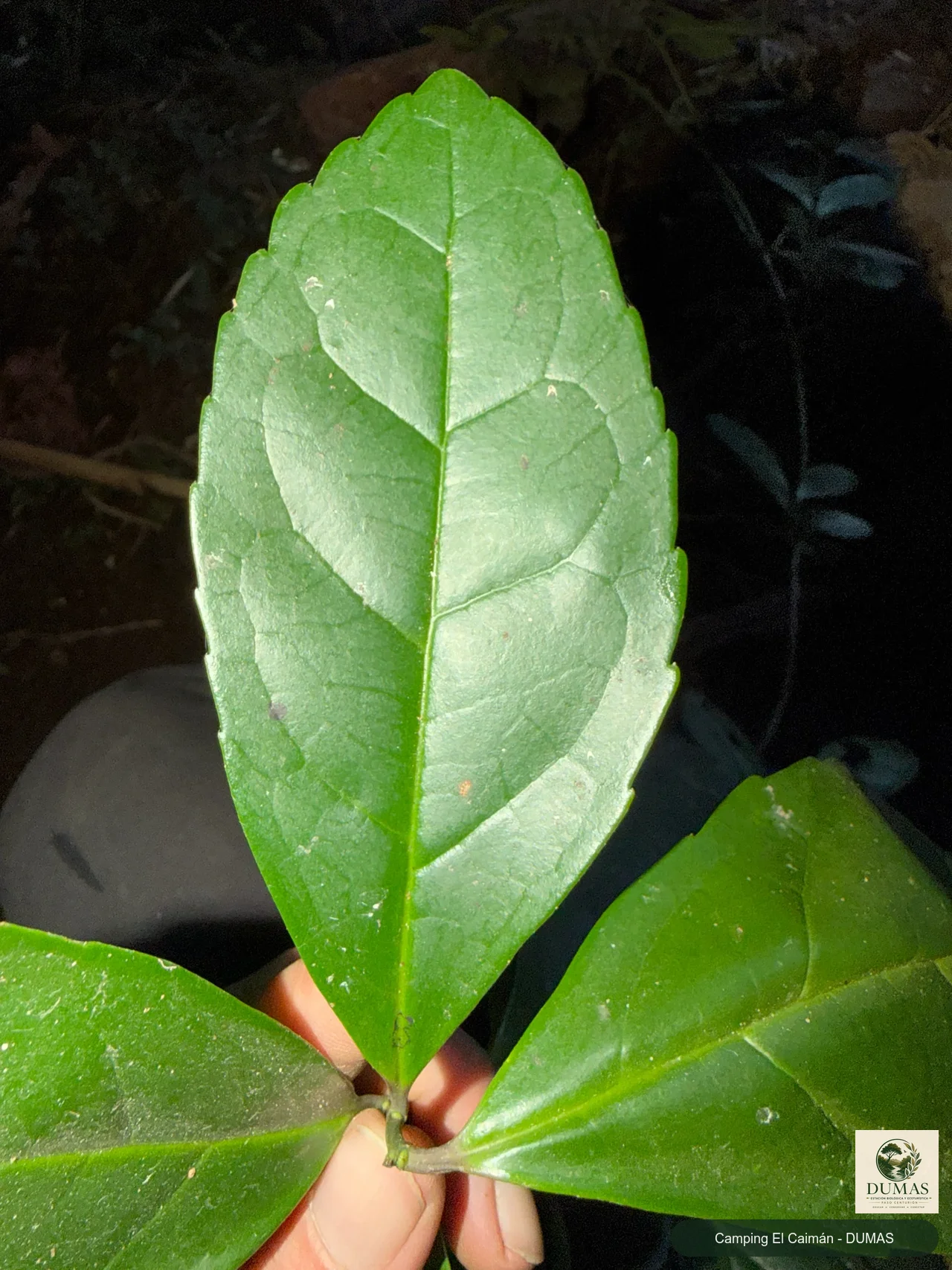 Registro fotográfico de Yerba mate