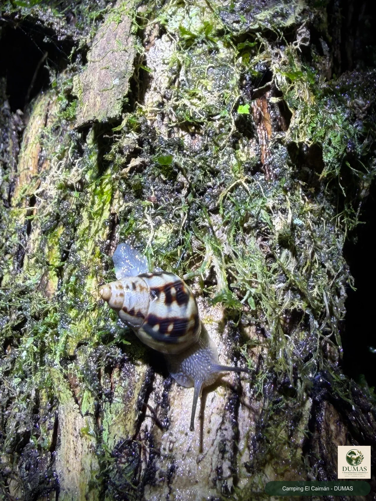 Registro fotográfico de Drymaeus papyraceus
