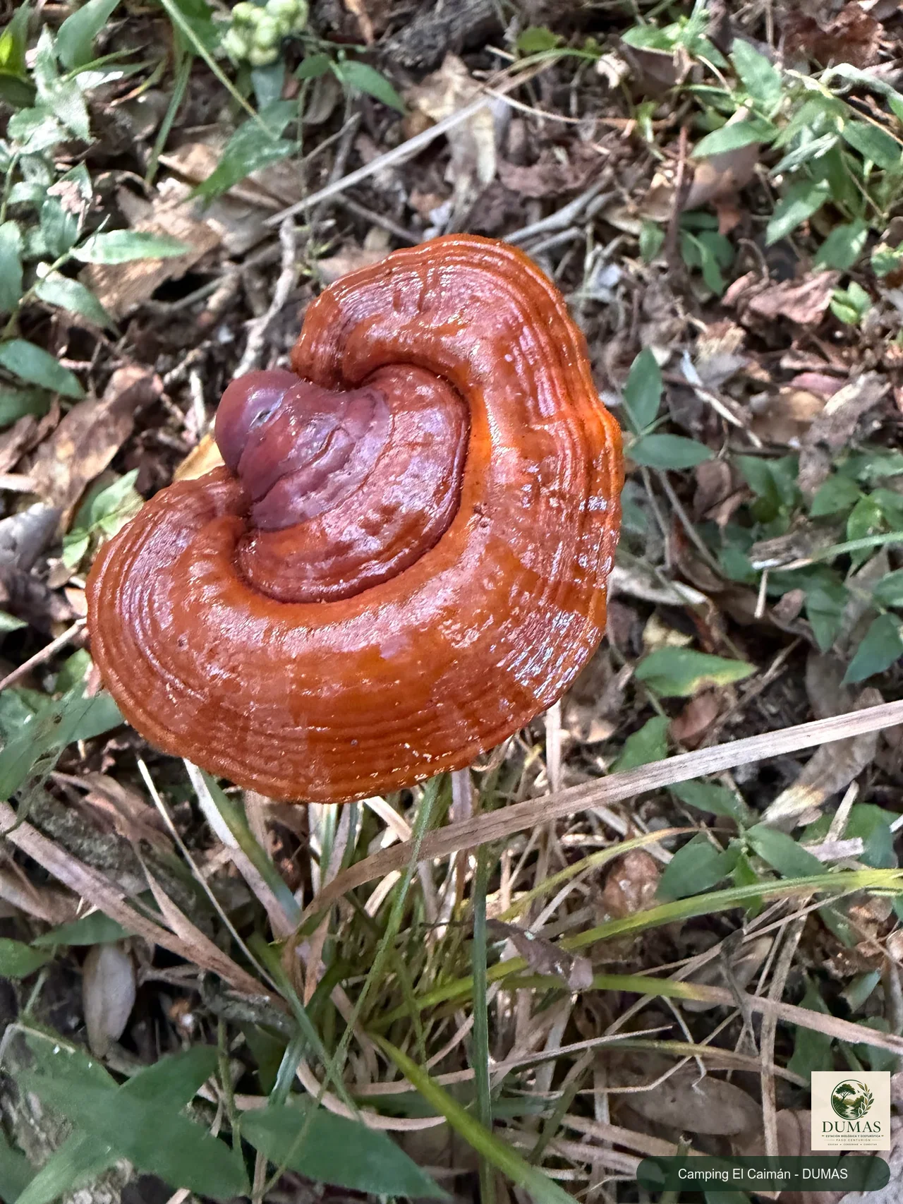 Registro fotográfico de Reishi