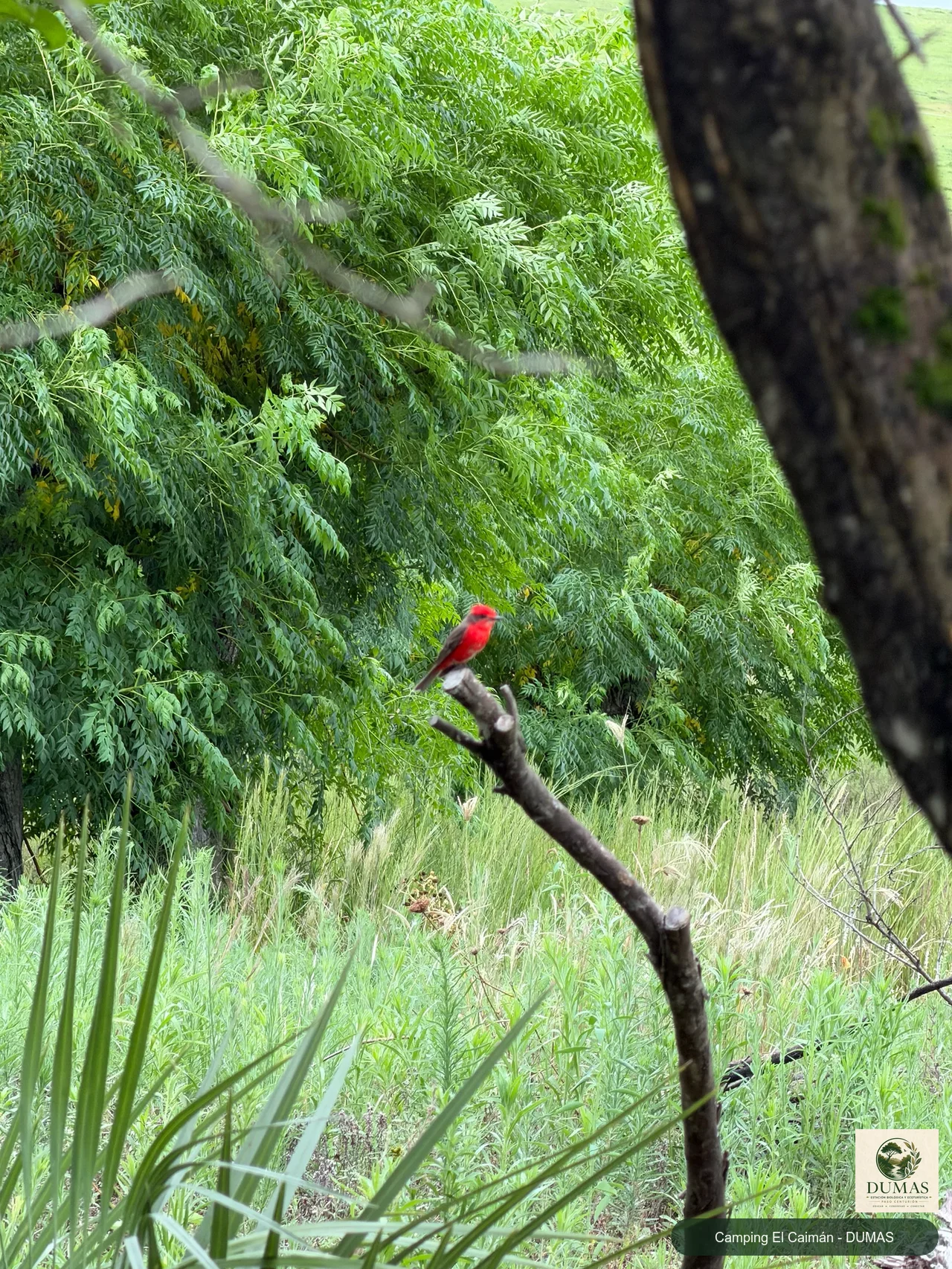 Registro fotográfico de Mosquero cardenal