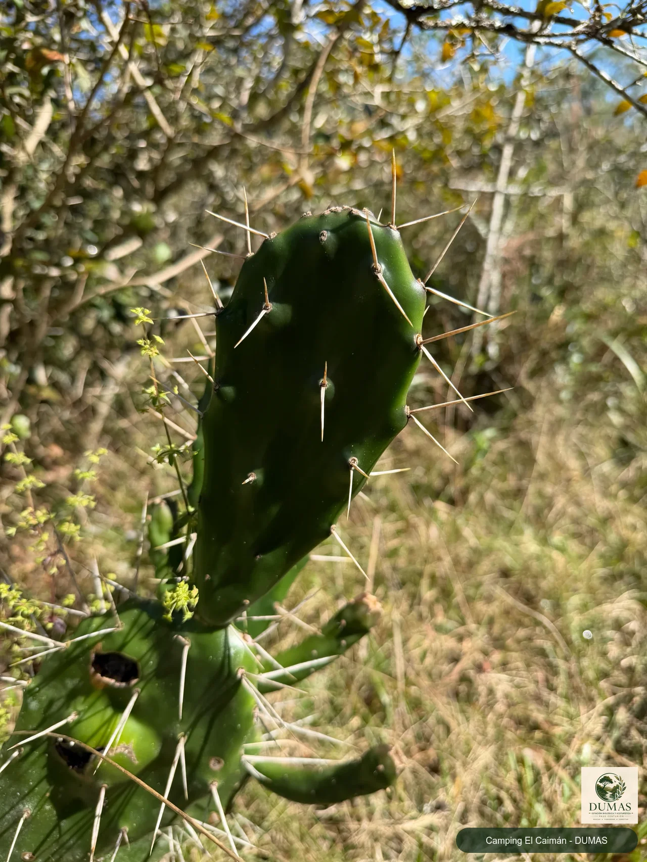Registro fotográfico de Opuntia arechavaletae