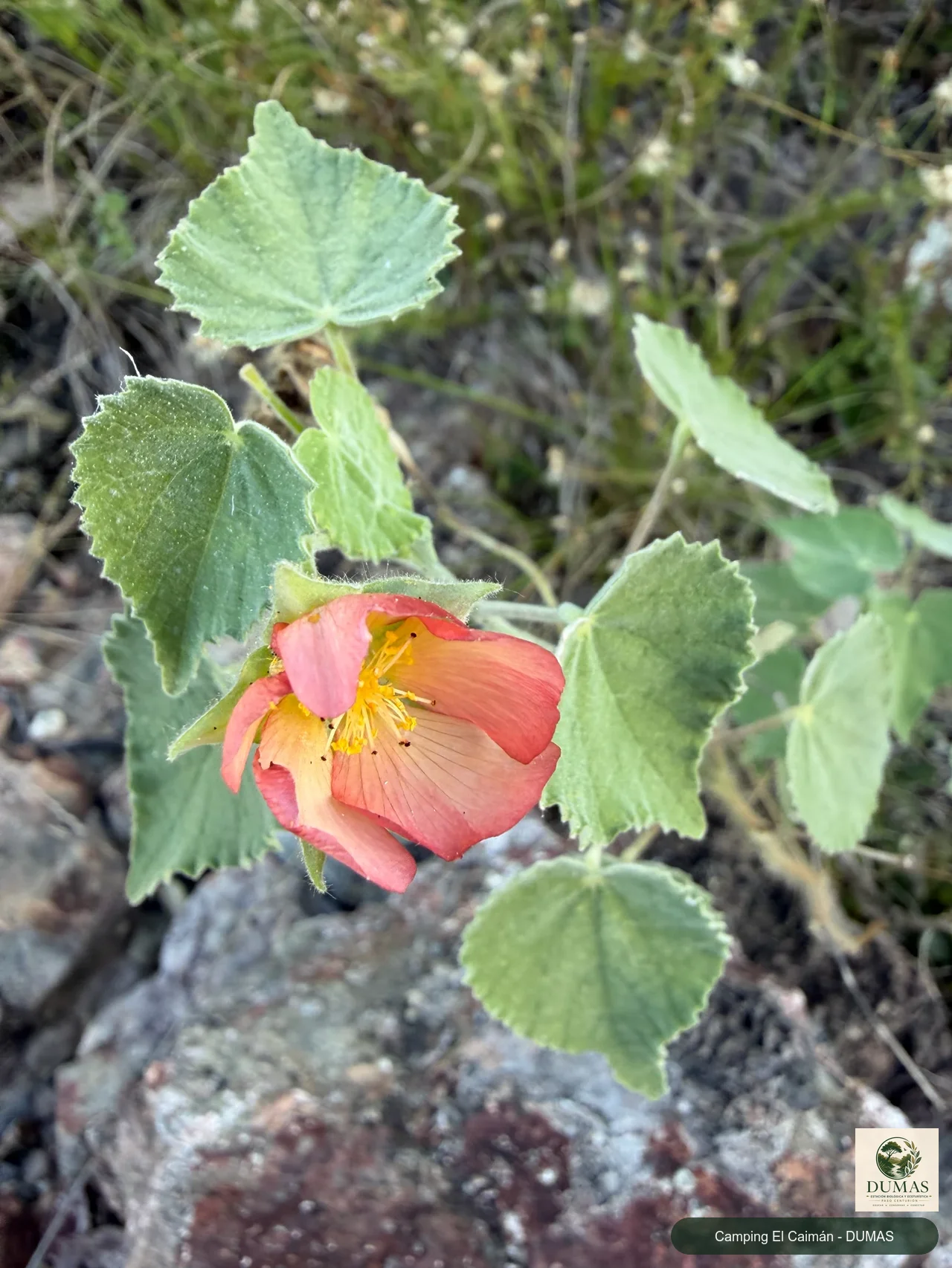 Registro fotográfico de Callianthe pauciflora