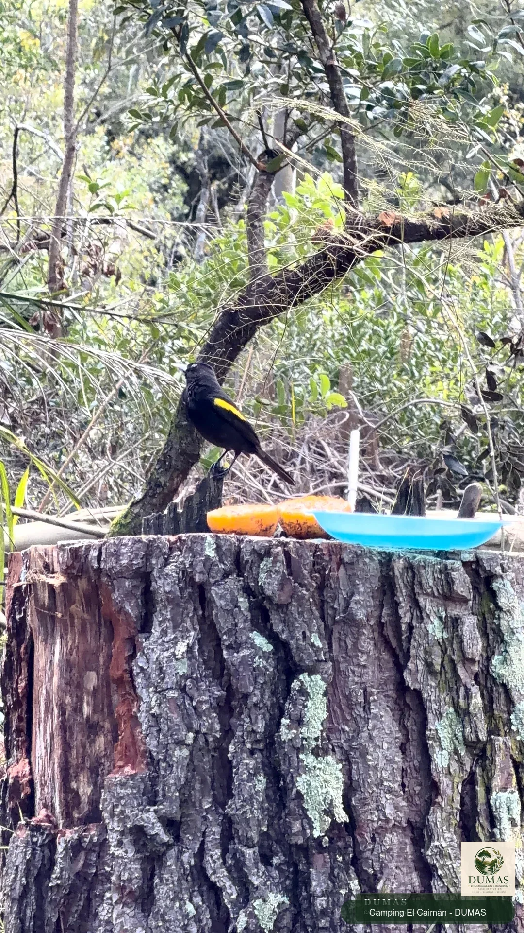 Boyero ala amarilla observado sobre un tronco