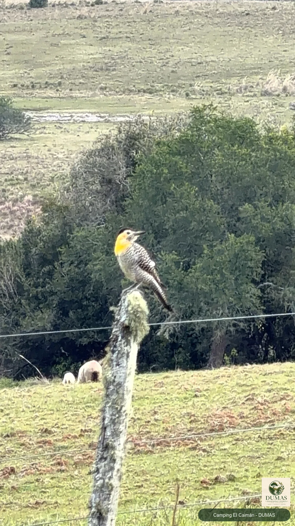 Registro fotográfico de Carpintero de campo