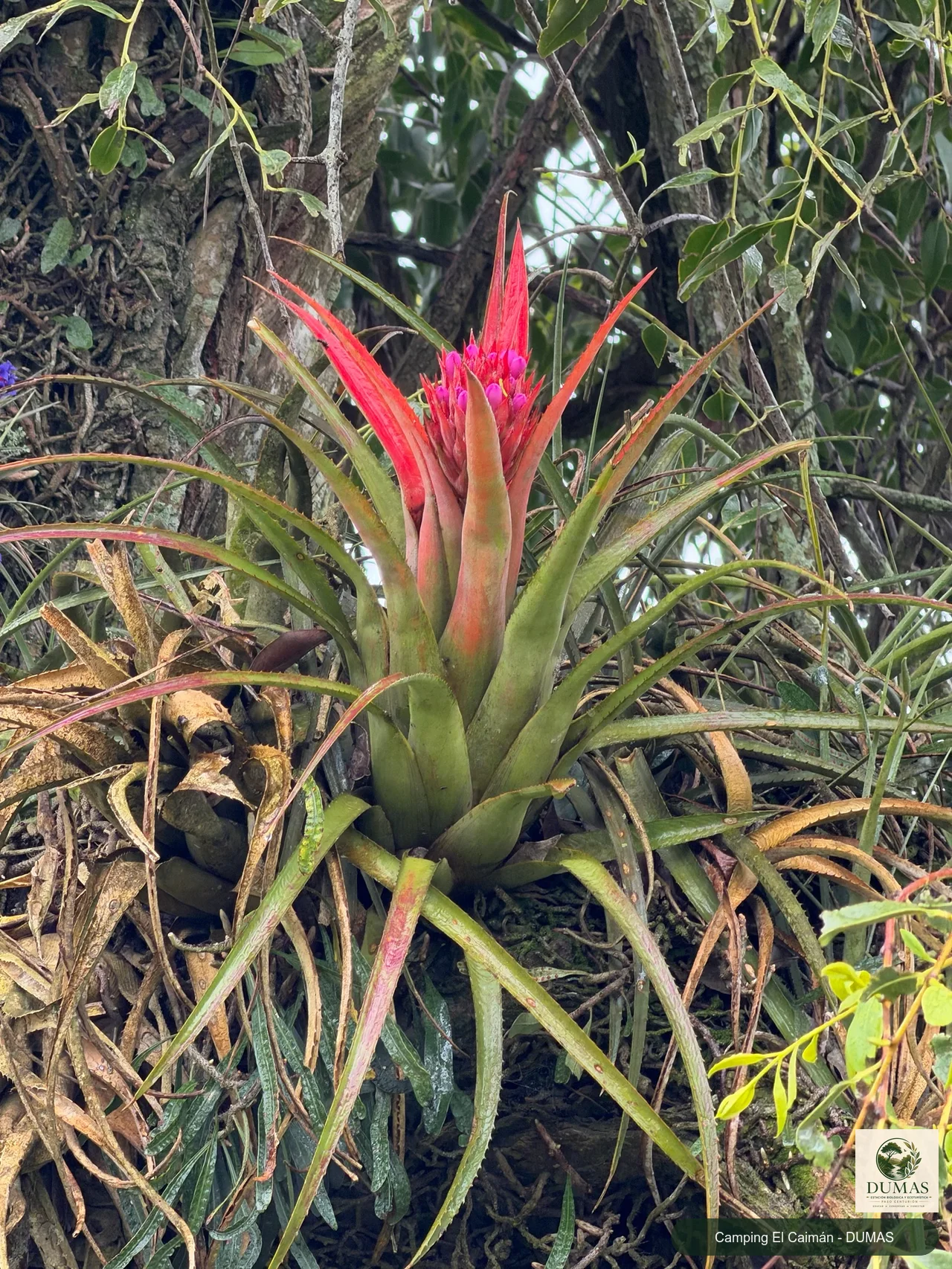 Registro fotográfico de Aechmea recurvata