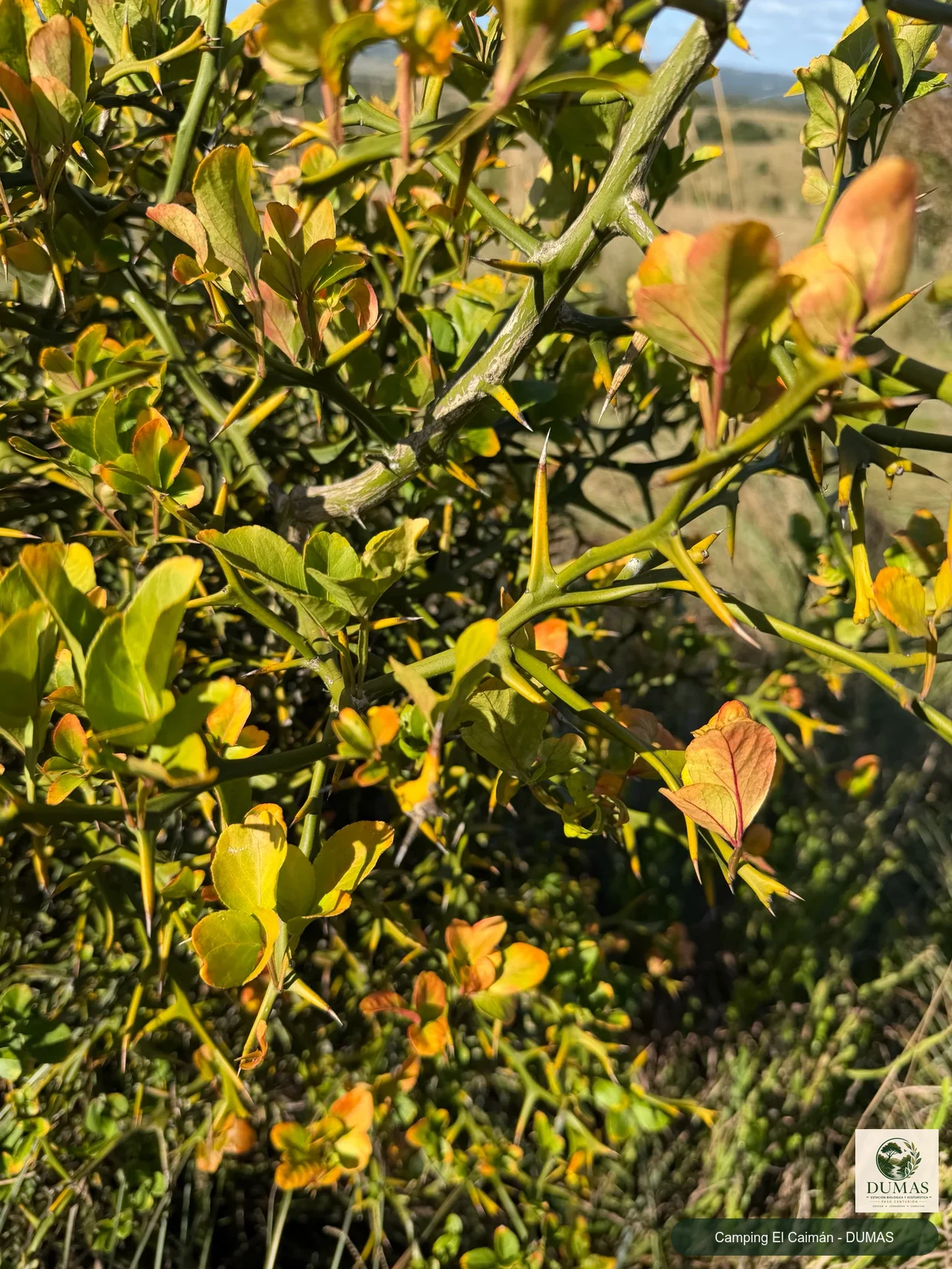 Registro fotográfico de Citrus trifoliata